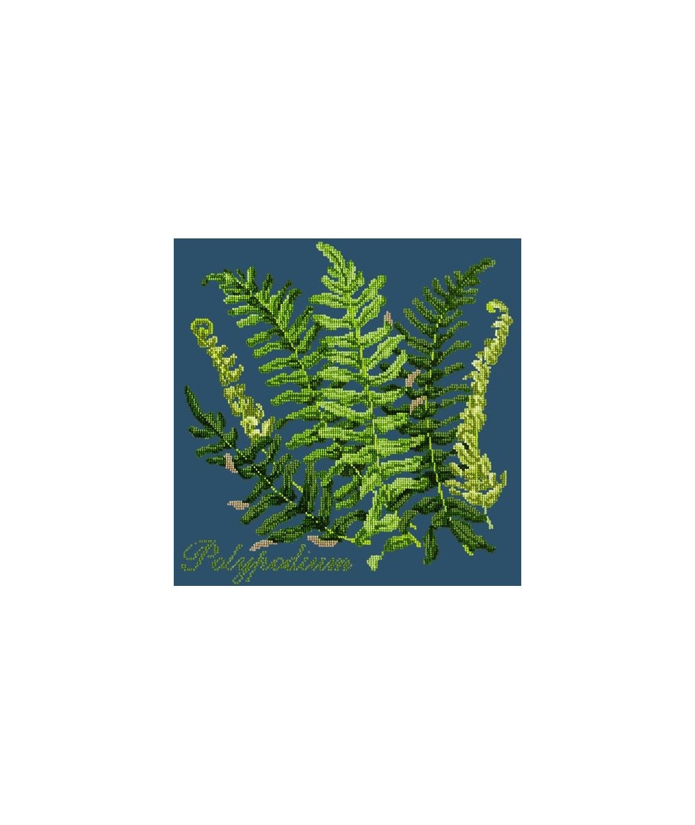 Elizabeth Bradley, Shade Garden, POLYPODIUM - 16x16 pollici Elizabeth Bradley - 16