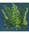 Elizabeth Bradley, Shade Garden, POLYPODIUM - 16x16 pollici Elizabeth Bradley - 16