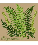 Elizabeth Bradley, Shade Garden, POLYPODIUM - 16x16 pollici Elizabeth Bradley - 17