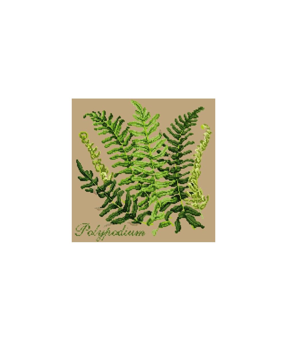 Elizabeth Bradley, Shade Garden, POLYPODIUM - 16x16 pollici Elizabeth Bradley - 17