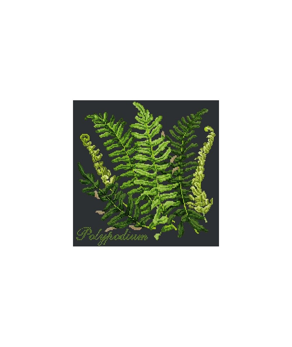 Elizabeth Bradley, Shade Garden, POLYPODIUM - 16x16 pollici Elizabeth Bradley - 18