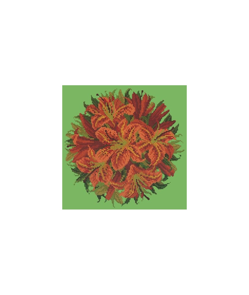 Elizabeth Bradley, Floribunda, LILY BALL - 12x12 pollici Elizabeth Bradley - 7