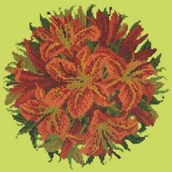 Elizabeth Bradley, Floribunda, LILY BALL - 12x12 pollici Elizabeth Bradley - 8