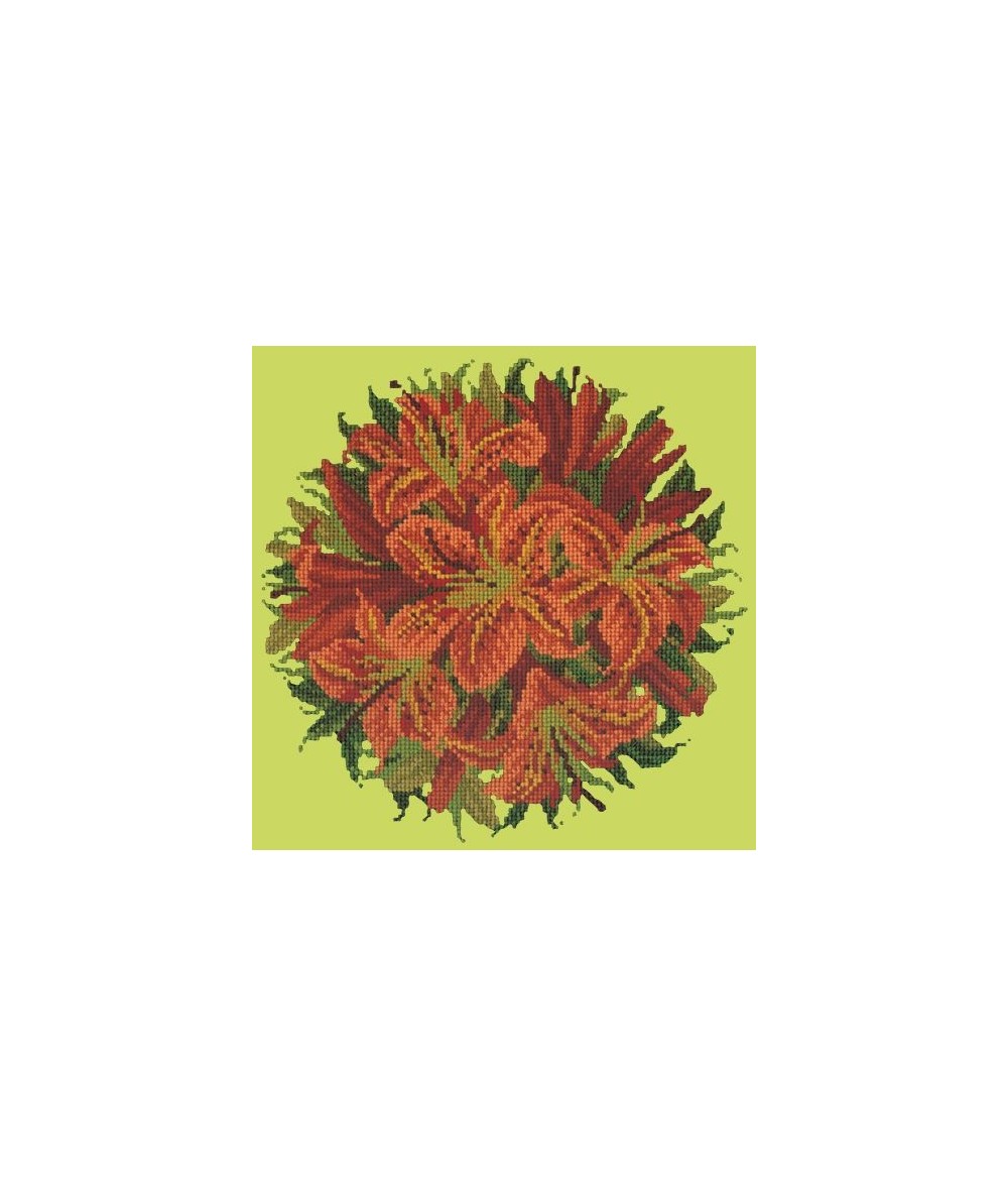 Elizabeth Bradley, Floribunda, LILY BALL - 12x12 pollici Elizabeth Bradley - 8