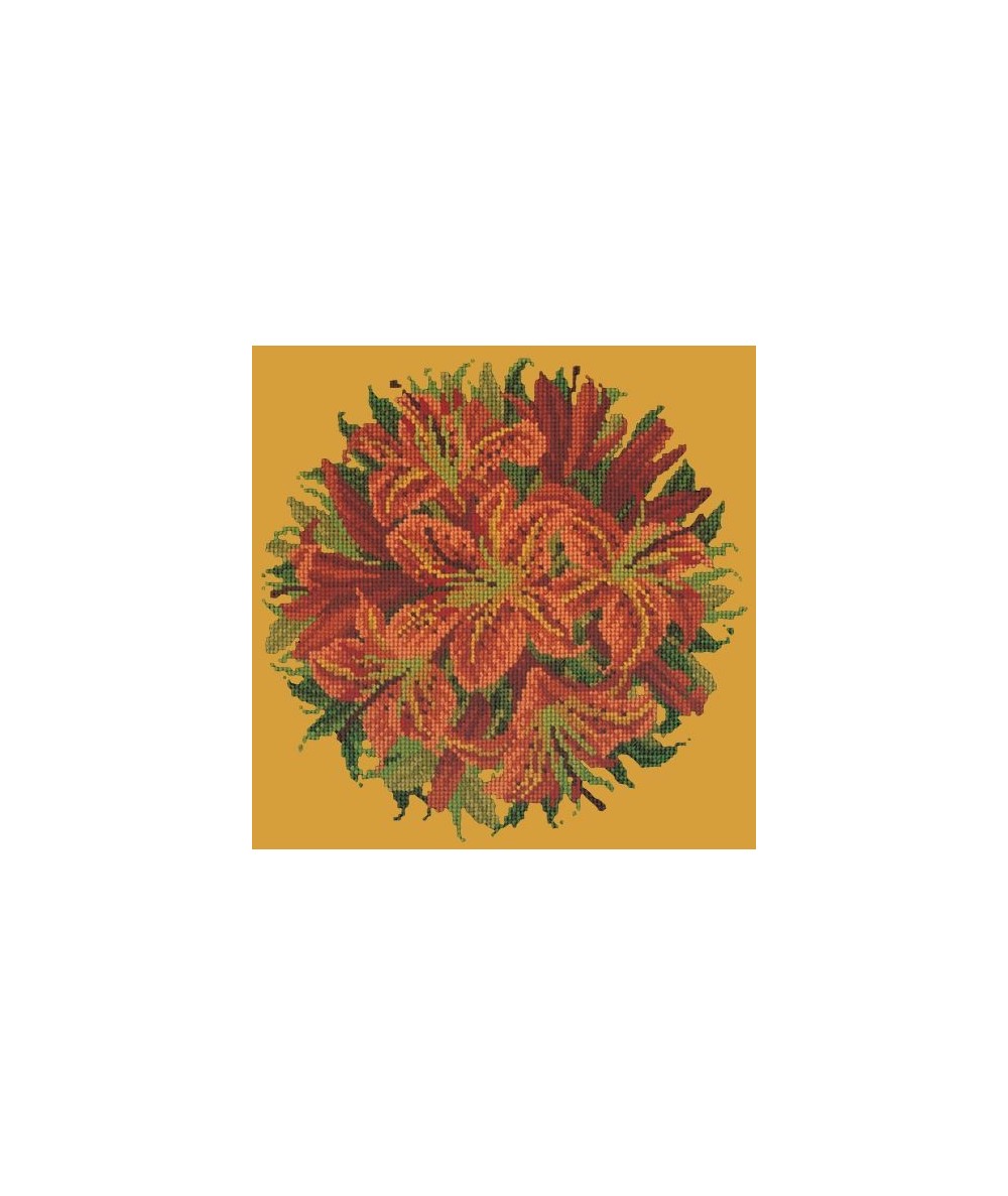Elizabeth Bradley, Floribunda, LILY BALL - 12x12 pollici Elizabeth Bradley - 13