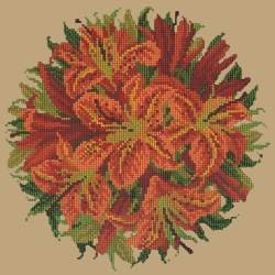 Elizabeth Bradley, Floribunda, LILY BALL - 12x12 pollici Elizabeth Bradley - 17