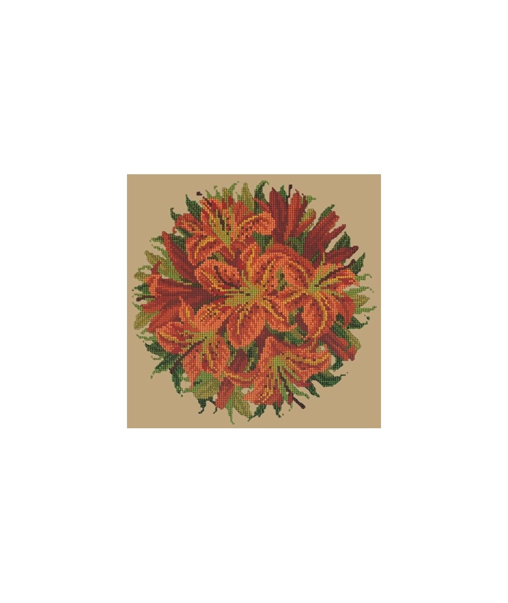 Elizabeth Bradley, Floribunda, LILY BALL - 12x12 pollici Elizabeth Bradley - 17