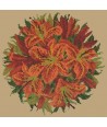 Elizabeth Bradley, Floribunda, LILY BALL - 12x12 pollici Elizabeth Bradley - 17