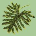 Elizabeth Bradley, Tropicals, PHILODENDRON LEAF - 16x16 pollici Elizabeth Bradley - 8