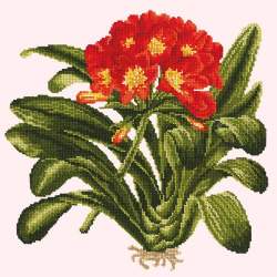 Elizabeth Bradley, Tropicals, CLIVIA - 16x16 pollici Elizabeth Bradley - 11
