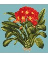 Elizabeth Bradley, Tropicals, CLIVIA - 16x16 pollici Elizabeth Bradley - 14