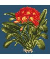 Elizabeth Bradley, Tropicals, CLIVIA - 16x16 pollici Elizabeth Bradley - 15