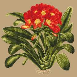 Elizabeth Bradley, Tropicals, CLIVIA - 16x16 pollici Elizabeth Bradley - 16