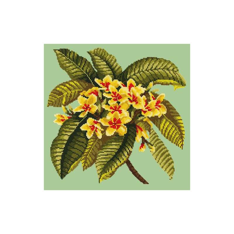 Elizabeth Bradley, Tropicals, FRANGIPANI - 16x16 pollici Elizabeth Bradley - 8