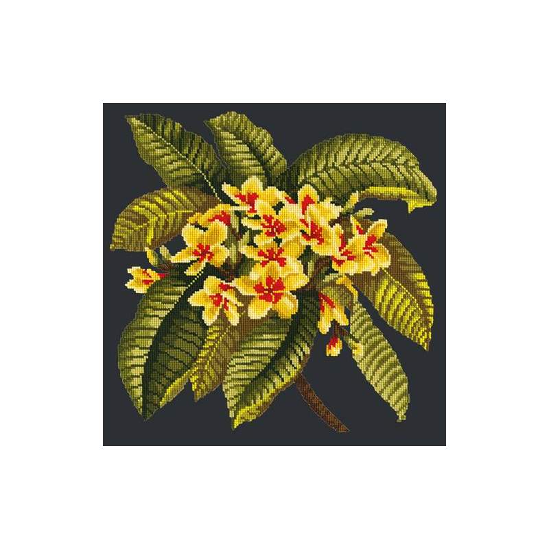 Elizabeth Bradley, Tropicals, FRANGIPANI - 16x16 pollici Elizabeth Bradley - 17