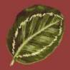 Elizabeth Bradley, Tropicals, CALATHEA LEAF - 16x16 pollici Elizabeth Bradley - 4