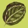 Elizabeth Bradley, Tropicals, CALATHEA LEAF - 16x16 pollici Elizabeth Bradley - 7