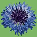 Elizabeth Bradley, Blooms, CORNFLOWER - 12x12 pollici Elizabeth Bradley - 6