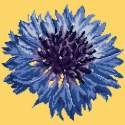 Elizabeth Bradley, Blooms, CORNFLOWER - 12x12 pollici Elizabeth Bradley - 10