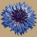 Elizabeth Bradley, Blooms, CORNFLOWER - 12x12 pollici Elizabeth Bradley - 16