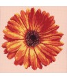Elizabeth Bradley, Blooms, POT MARIGOLD - 12x12 pollici Elizabeth Bradley - 2