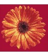 Elizabeth Bradley, Blooms, POT MARIGOLD - 12x12 pollici Elizabeth Bradley - 3