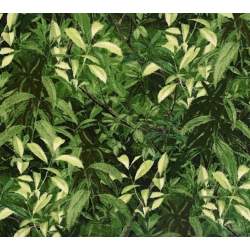 Wilmington Prints Nature's...