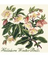 Elizabeth Bradley, Shade Garden, HELLEBORE WINTER BELLS - 16x16 pollici
