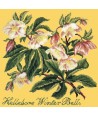 Elizabeth Bradley, Shade Garden, HELLEBORE WINTER BELLS - 16x16 pollici Elizabeth Bradley - 12