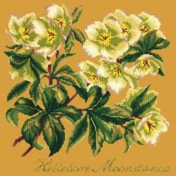 Elizabeth Bradley, Shade Garden, HELLEBORE MOONDANCE - 16x16 pollici Elizabeth Bradley - 11