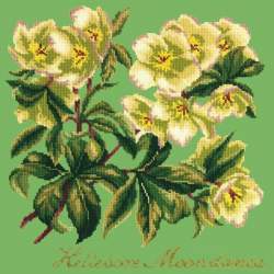 Elizabeth Bradley, Shade Garden, HELLEBORE MOONDANCE - 16x16 pollici Elizabeth Bradley - 8