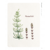 Cross Stitch Wildflowers and Grasses, 32 progetti di ricamo a tema botanico
