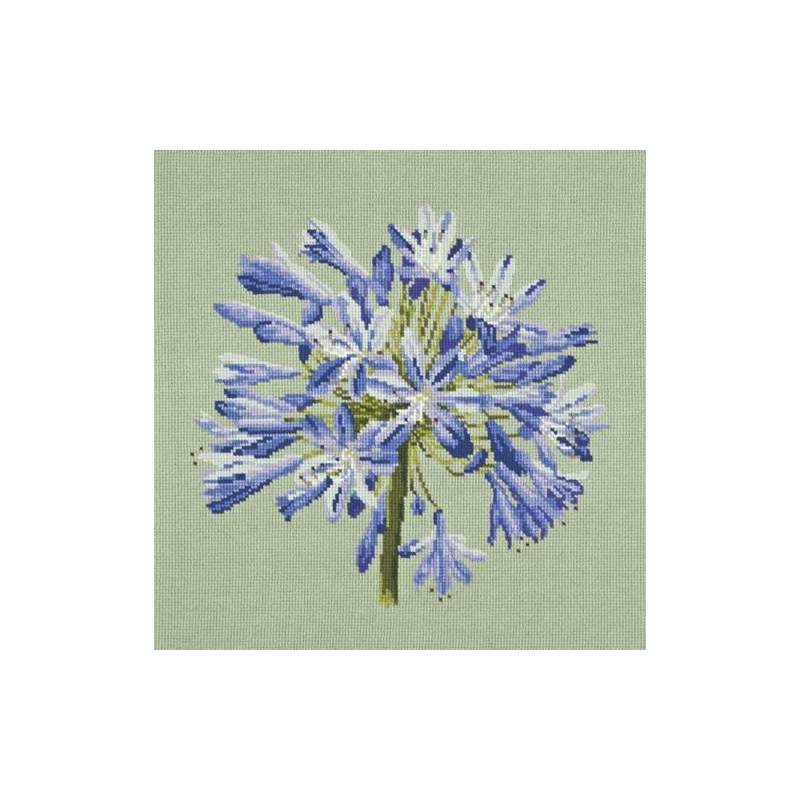 Elizabeth Bradley, Blooms, AGAPANTHUS - 16x16 pollici Elizabeth Bradley - 1