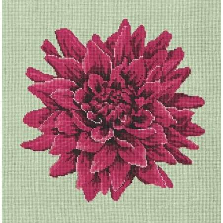 Elizabeth Bradley, Blooms, DAHLIA - 16x16 pollici Elizabeth Bradley - 1