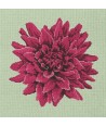 Elizabeth Bradley, Blooms, DAHLIA - 16x16 pollici Elizabeth Bradley - 1