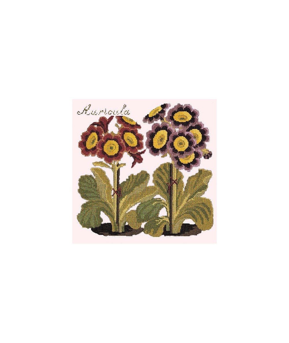 Elizabeth Bradley, Botanical Garden, AURICULA - 16x16 pollici Elizabeth Bradley - 1