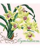 Elizabeth Bradley, Exotics, CYMBIDIUM ORCHID - 16x16 pollici Elizabeth Bradley - 1