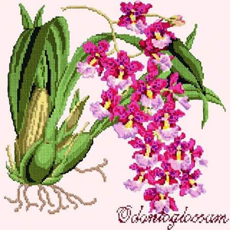 Elizabeth Bradley, Exotics, ODONTOGLOSSUM - 16x16 pollici Elizabeth Bradley - 1