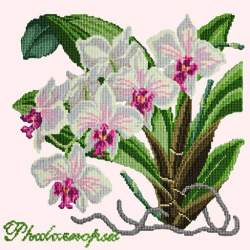 Elizabeth Bradley, Exotics, PHALAENOPSIS ORCHID - 16x16 pollici Elizabeth Bradley - 1