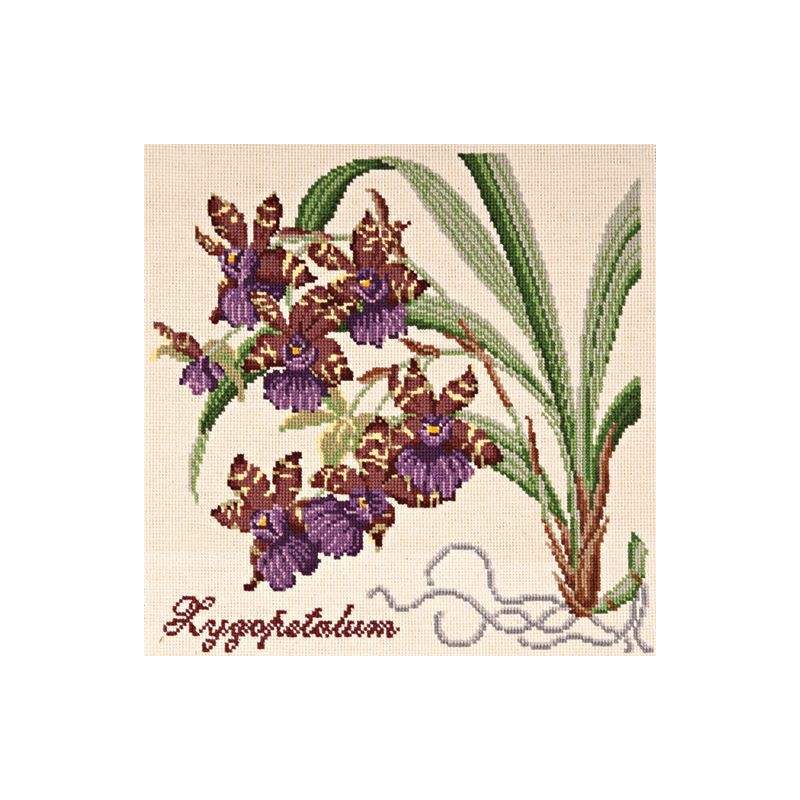 Elizabeth Bradley, Exotics, ZYGOPETALUM - 16x16 pollici Elizabeth Bradley - 1