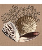 Elizabeth Bradley, Shells, FAN CORAL - 16x16 pollici Elizabeth Bradley - 1