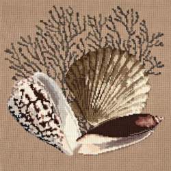 Elizabeth Bradley, Shells, FAN CORAL - 16x16 pollici Elizabeth Bradley - 1