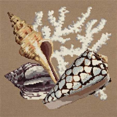 Elizabeth Bradley, Shells, STAGHORN - 16x16 pollici Elizabeth Bradley - 1