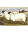 Elizabeth Bradley, Beasts of the Field, TWO FAT SUFFOLK LAMBS - 20x13 pollici Elizabeth Bradley - 1
