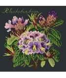 Elizabeth Bradley, Evergreens, RHODODENDRON - 16x16 pollici Elizabeth Bradley - 1