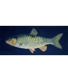 Elizabeth Bradley, The Fishes, FRESHWATER CHUB - 28x11 pollici Elizabeth Bradley - 1