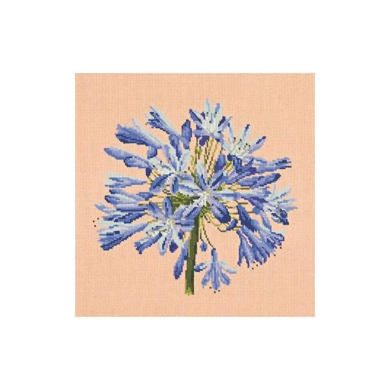 Elizabeth Bradley, Blooms, AGAPANTHUS - 16x16 pollici Elizabeth Bradley - 3