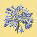 Elizabeth Bradley, Blooms, AGAPANTHUS - 16x16 pollici Elizabeth Bradley - 10