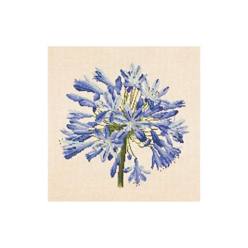 Elizabeth Bradley, Blooms, AGAPANTHUS - 16x16 pollici Elizabeth Bradley - 12
