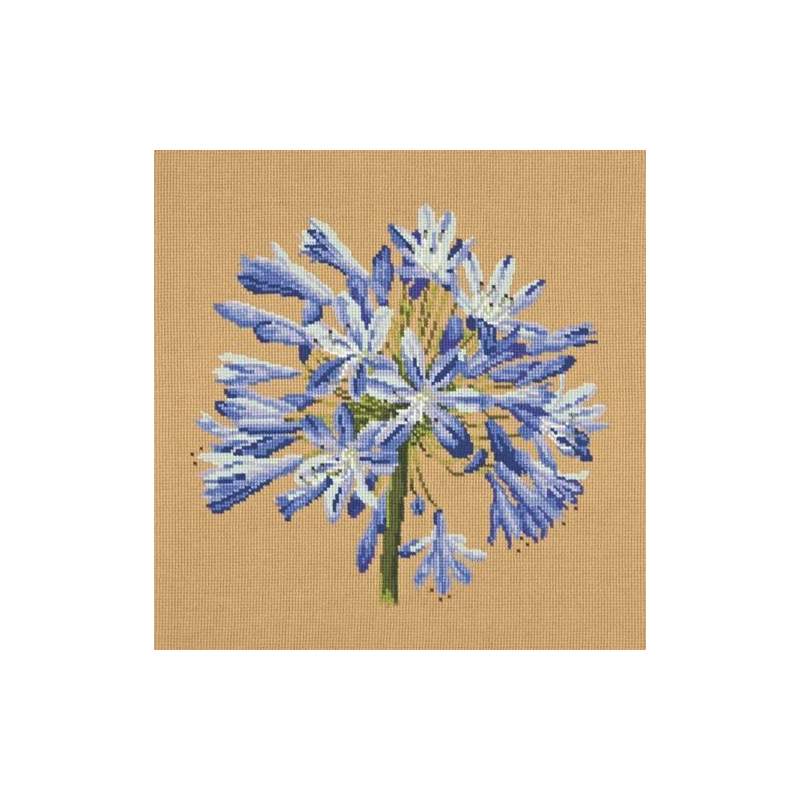 Elizabeth Bradley, Blooms, AGAPANTHUS - 16x16 pollici Elizabeth Bradley - 13